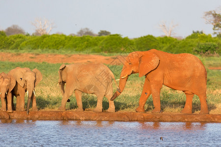 大草原中部水坑的红象家族大草原中部水坑的红象家族肯尼亚形目苹果浏览器图片