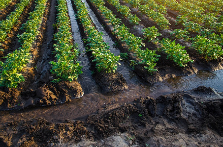 农场欧洲的田业产工业和综合企种植蔬菜和粮食作物的地表灌溉水流通过土壤灌溉水流通过土地灌溉水流图片