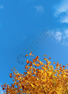 秋季的树木图片