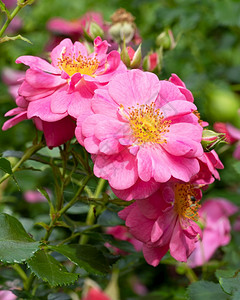 玫瑰花的贴近画面蜜蜂般的夏天花朵罗莎路德维希风景图片