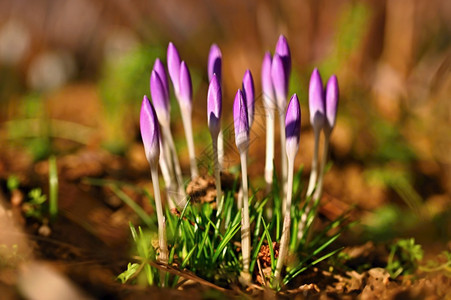 春天美丽的紫色花朵图片