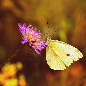 植物白色的花朵上美丽蝴蝶天然色彩丰富多的本底野花图片