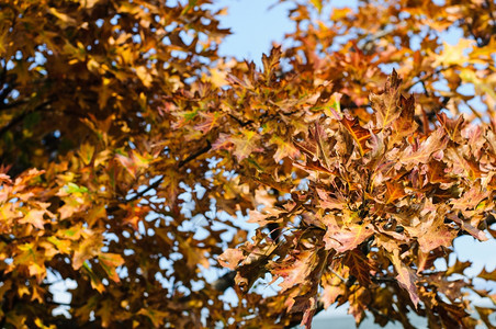 枫秋季背景红叶有选择焦点植物叶子图片