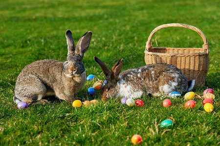 兔子和装饰彩蛋图片