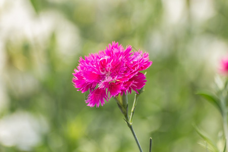 蕊颜色花园里的迪安图斯奇尼西花朵植物学图片