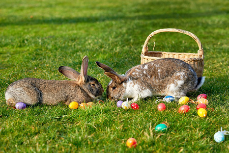兔子和装饰彩蛋图片