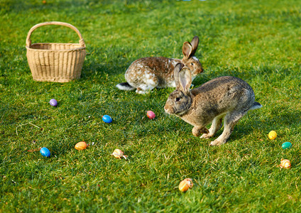 季节快乐的东方兔子假期复活节图片