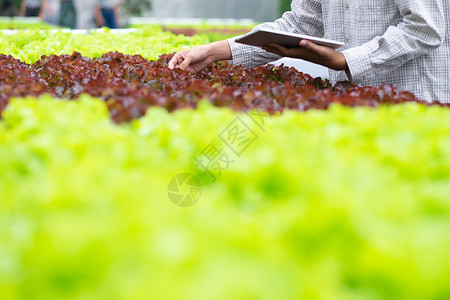 素食主义者绿色利用现代技术在农业中使用现代技术的智能耕作使用应软件和互联网阅读报告形式的青年农艺民采用技术和农业概念石本板格式植图片