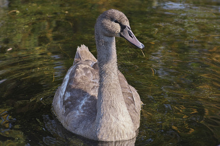 横向近端肖像在温暖阳光明媚的秋天湖中游泳用水草泡在嘴里这幅美丽的灰色Cygnus黄色彩阴哑巴天鹅Hockerschwan少年在湖图片
