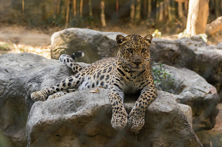 苹果浏览器快速地泰国清迈动物园落石上豹式麦图片