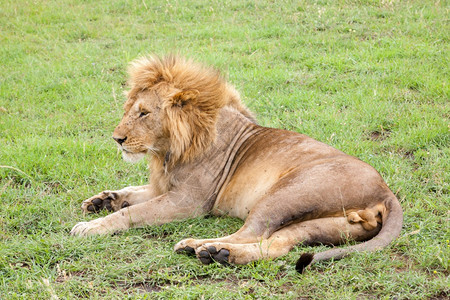 一只大狮子在草甸的丛中休息大狮子在草甸的丛中休息动物毛皮户外图片