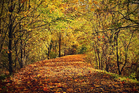 秋季森林里的小道图片