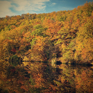 秋天树林美丽的秋天自然风景背景
