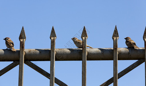 女小麻雀坐在金属围栏上对着蓝天墙的雀尖刺动物峰图片