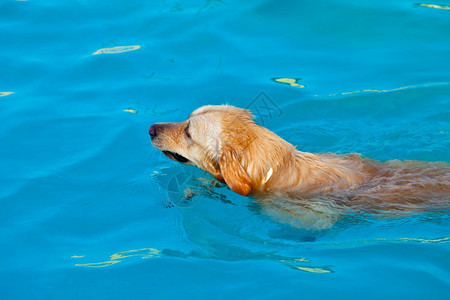 在水里游泳的金毛图片