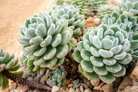 花园中的活仙人掌植物斯堪的纳维亚语爱好装饰图片