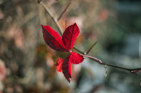 建造粗糙的野葡萄红叶子近身结骨花园图片
