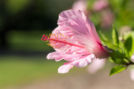 粉红色的芙蓉RosaSinensis美丽的开花植物美丽的开花植物叶子群装饰风格图片