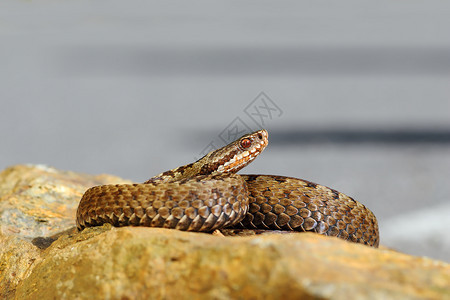 美丽的普通欧洲毒蛇在石上烘烤Viperaberus荒野爬行动物危险图片
