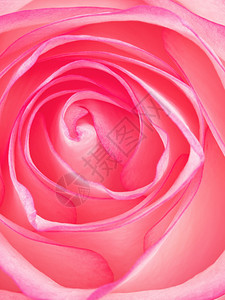 春天母亲美丽的粉红色玫瑰花顶层视野宏观拍摄的粉红玫瑰花植物图片