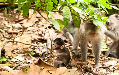 丛林橙印度尼西亚乌布德圣猴子森林长尾马卡法眼灰色的图片