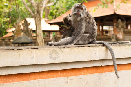 国民少年印度尼西亚乌布德圣猴子森林长尾马卡法眼动物图片