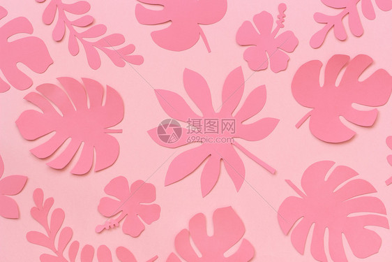 夏天热带树叶图案粉红色背景上流行的粉红色热带纸叶平铺自上而下的构图创意纸艺术花园有创造力的图片