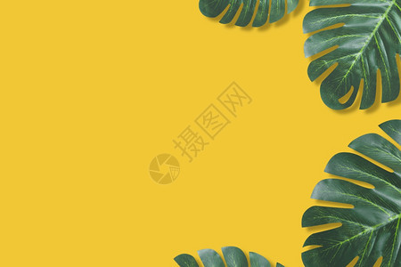 龟背竹太阳镜黄色景图像有夏季自然绿叶的黄本底图质地图片