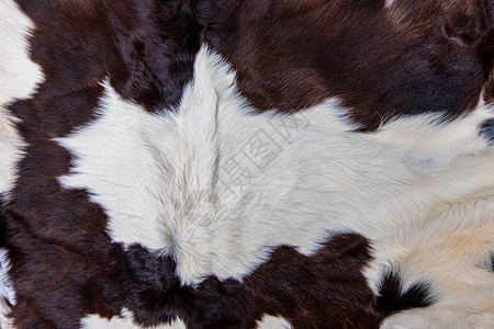 咖喱毛茸的黑色棕牛皮外衣纹理黑白和棕色斑点图片