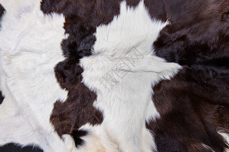 织物头发棕色牛皮外衣的纹理黑白和棕色斑点动物图片