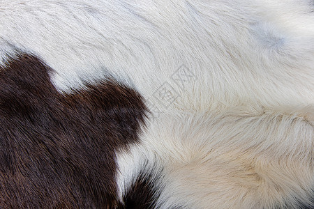 棕色牛皮外衣的纹理黑白和棕色斑点纺织品自然质地图片