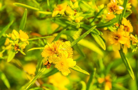 栽培的在美洲流行热带观赏植物品种中关闭了来自美洲的KalmrrsquossttJohnswort灌木的黄色花朵园图片
