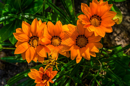 生动植物群美丽的橙色宝藏花朵每年来自非洲的植物品种在园艺中流行的观赏花朵园图片