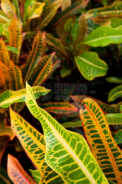 水安提瓜的华丽巴豆Codiaeumvariegatum植物学多叶的图片