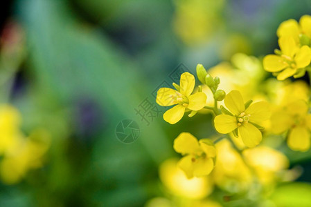 黄色花朵花瓣荒野生芥末黄花关闭西纳皮斯阿文野芥末布拉西卡或夏洛克绿色模糊背景的美丽小黄花野背景