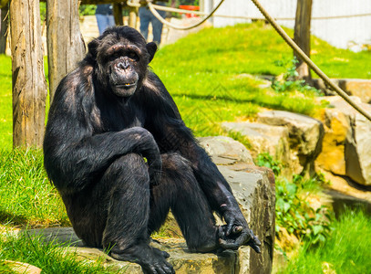 一只大型成年黑猩非洲热带猴子濒危动物种的美丽肖像来自非洲的热带猴子平底锅美丽的图片