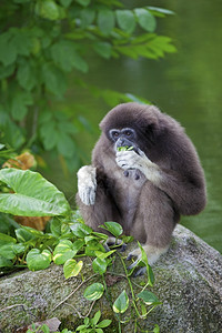 黑色的亚洲马来西婆罗哥打京那巴鲁的长臂猿猴灵类动物图片
