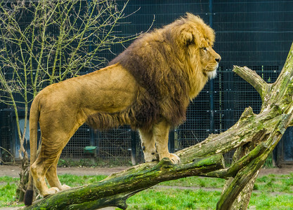 受欢迎的脸雄狮站在树枝上流行动物园来自非洲的脆弱动物种红色的图片