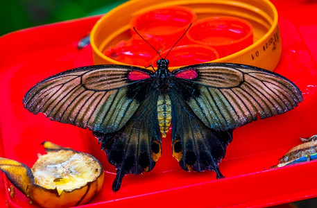 常见的来自亚洲多姿彩热带昆虫种亚美罗兰群岛的青丽蝴蝶摩门教徒充满活力图片