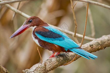 伯德羽毛生物多样白喉翠鸟Halcyonsmyrnenis威尔帕图公园斯里兰卡亚洲图片