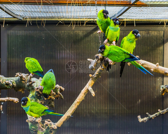 丰富多彩的动物南天长尾鹦鹉组在美洲流行的热带宠物中坐在小树枝上团体图片
