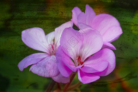 花的分支机构一朵盛开的粉红花绿底有长片图片