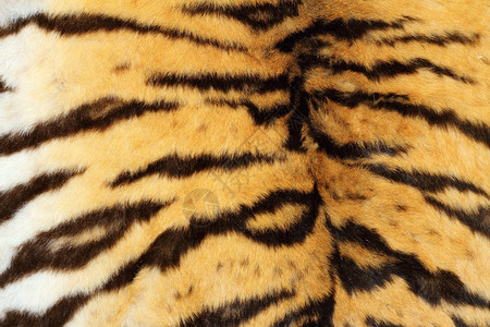 凶猛的老虎的皮纹图片