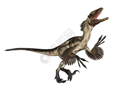 冻鸡爪实际的肉食三维Deinonychos恐龙在白色背景中孤立咆哮3D化Deinonychus恐龙咆哮3D化身设计图片