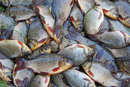 活成功捕捉很多的卡罗西乌斯萨休阿西乌新鲜捕获的河鱼在幸运渔获克鲁西安人捕捞近身猎食时获的克鲁西安人雕像之后捕获的鱼荒野质地图片