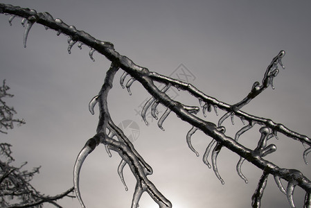 冬季冷冻雨之后的冰川树分支完全封装在玻璃中水晚上冰冷图片