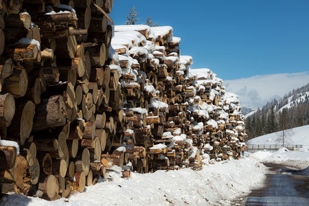 吠具有树干背景的雪横截面木桩具有树干背景的雪横截面木桩林业团体图片