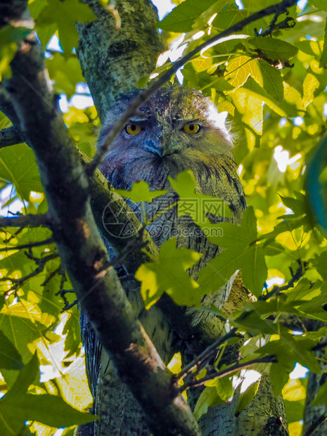 森林荒野猎物隐藏的猫头鹰眼睛大橙色从树枝后面看望着猫眼大橙色从树枝后面看着图片