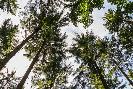 季节森林中树木的景象走道公园图片
