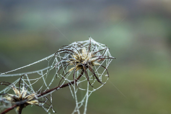 联系多雾路段蜘蛛网有水滴的草近似蜘蛛网有水滴的草昆虫图片